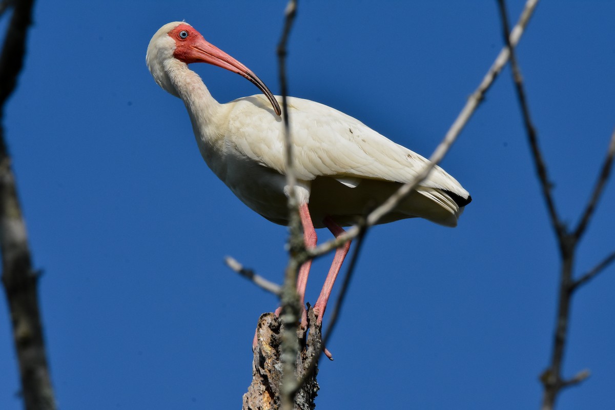 White Ibis - ML637597024