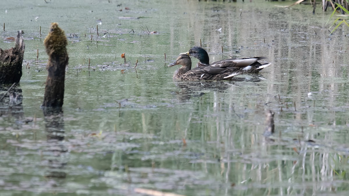 マガモ - ML637597061