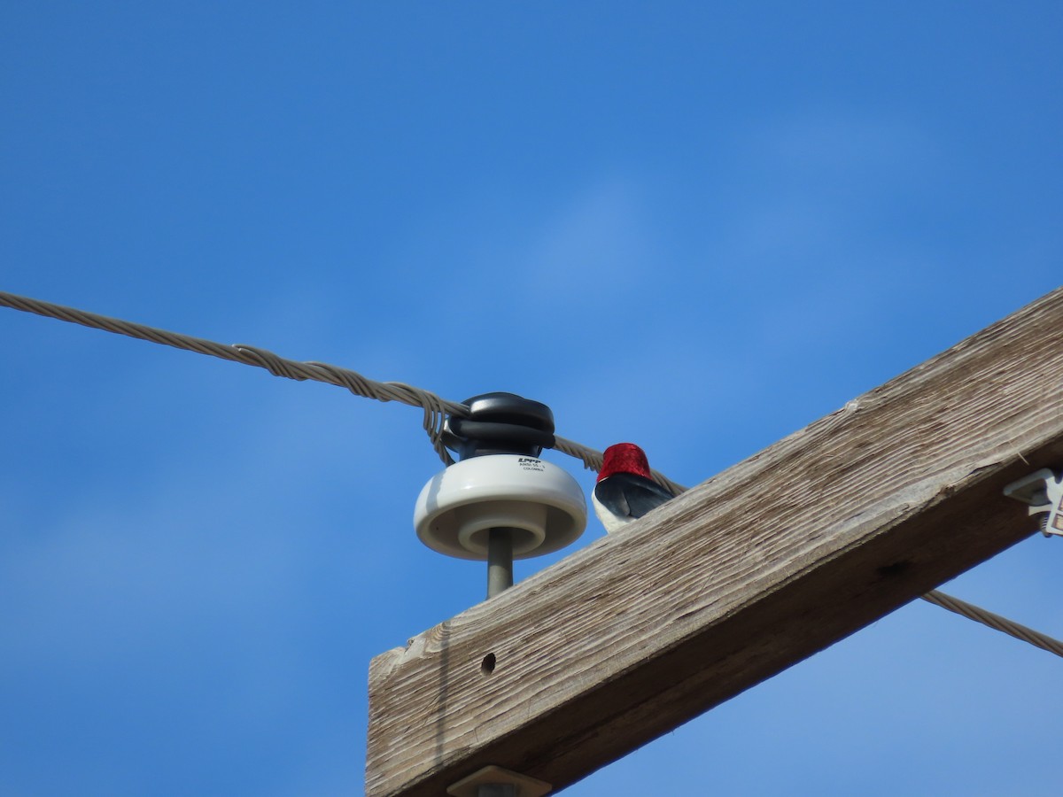 Red-headed Woodpecker - ML637597070