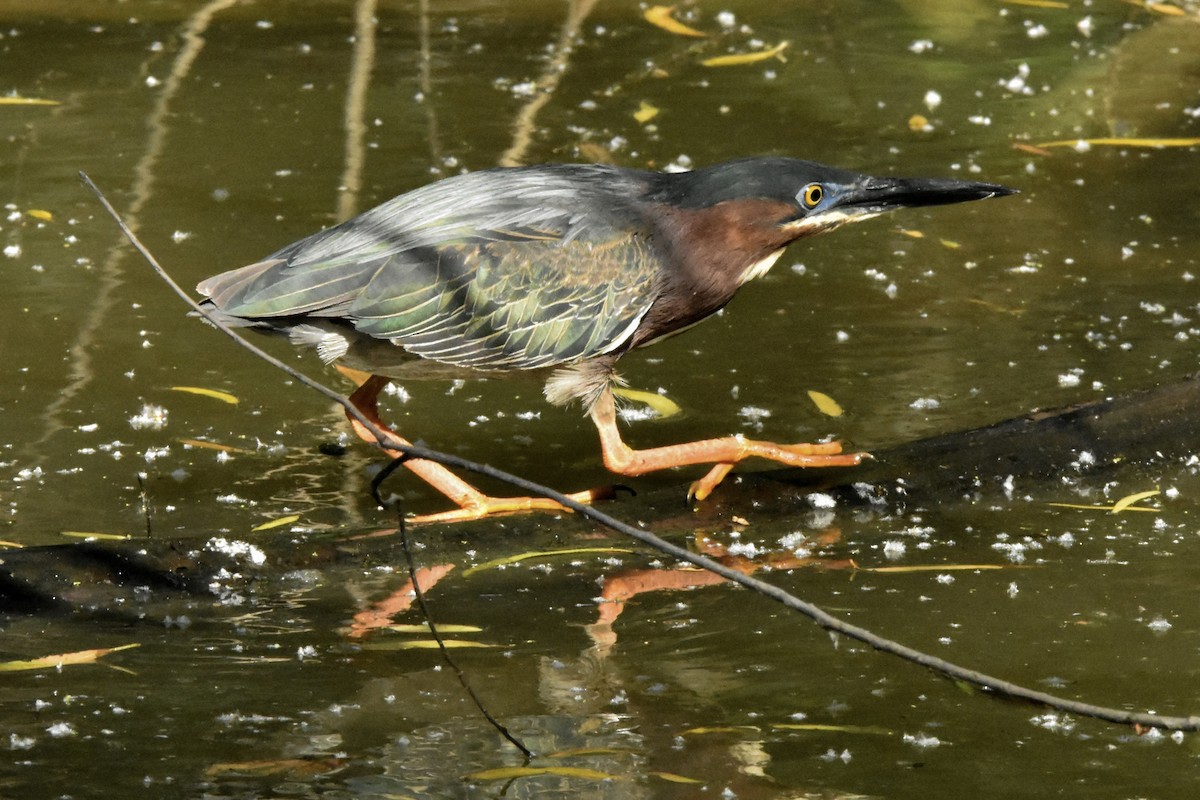 Green Heron - ML637597099