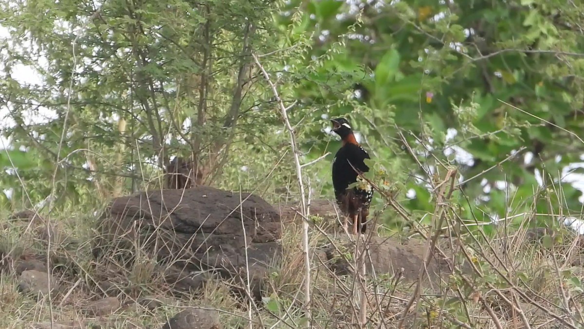 Black Francolin - ML637597107