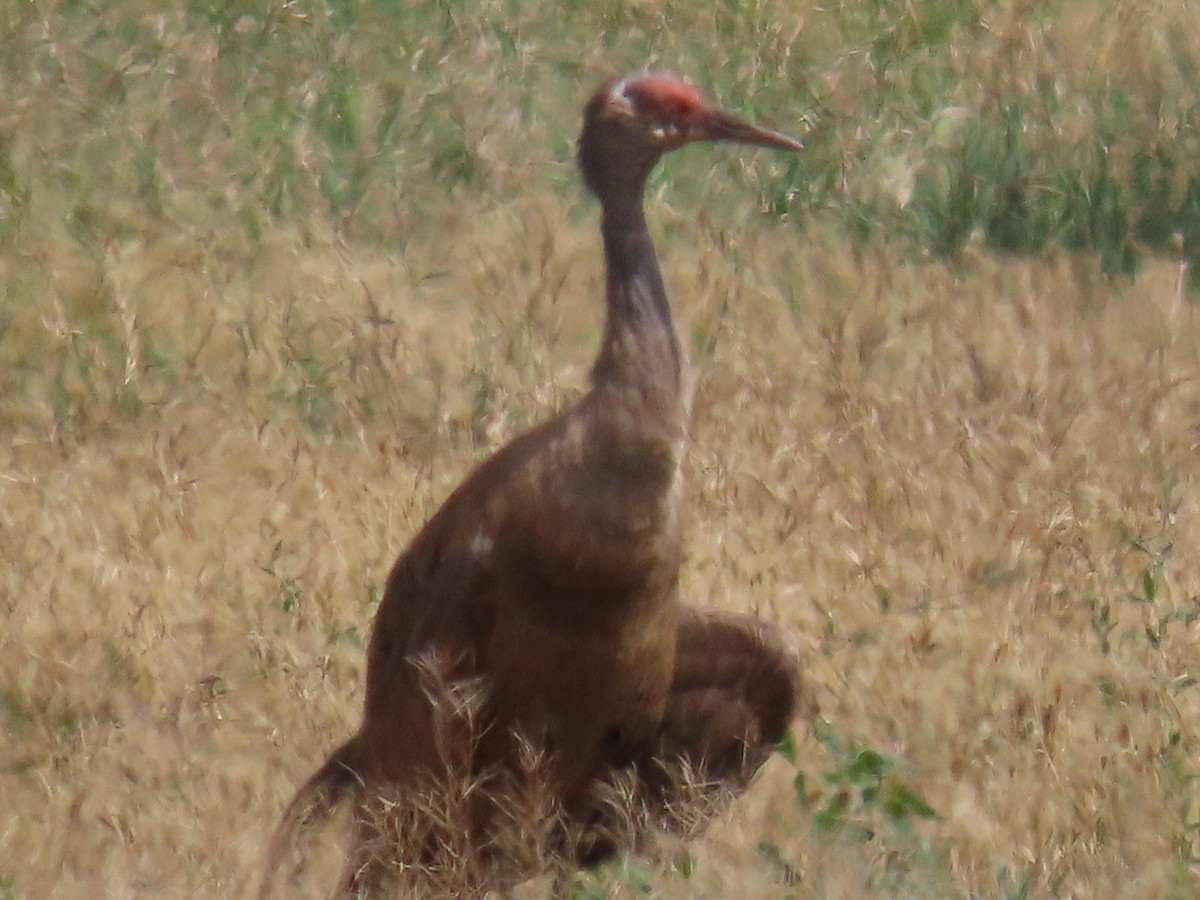 Sandhill Crane - ML637597114