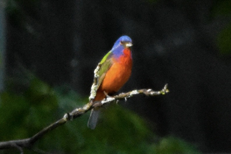 Painted Bunting - ML637597117