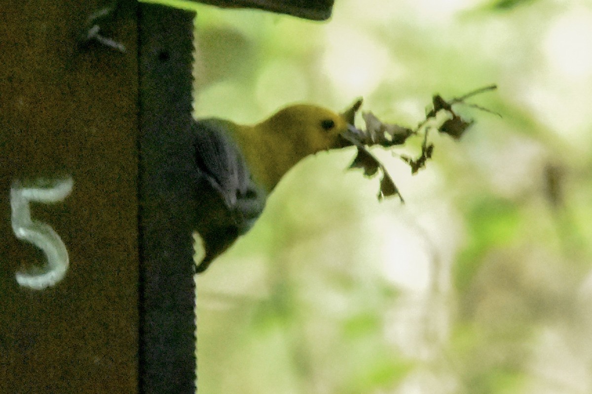 Prothonotary Warbler - ML637597123