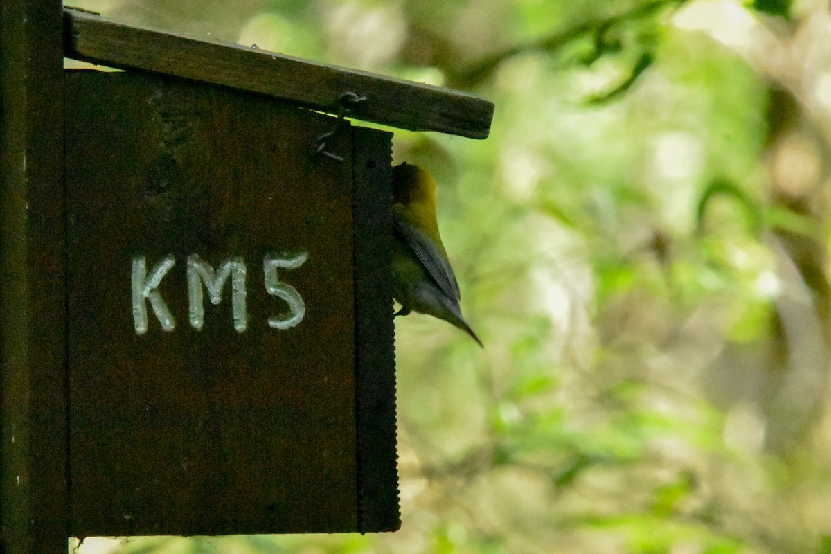 Prothonotary Warbler - ML637597124