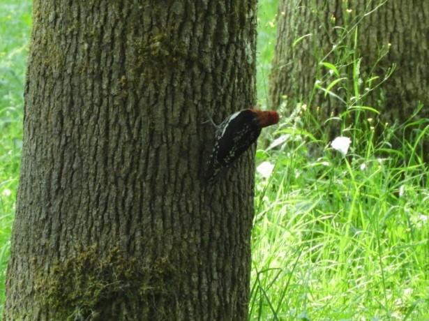 Red-breasted Sapsucker - ML637597135