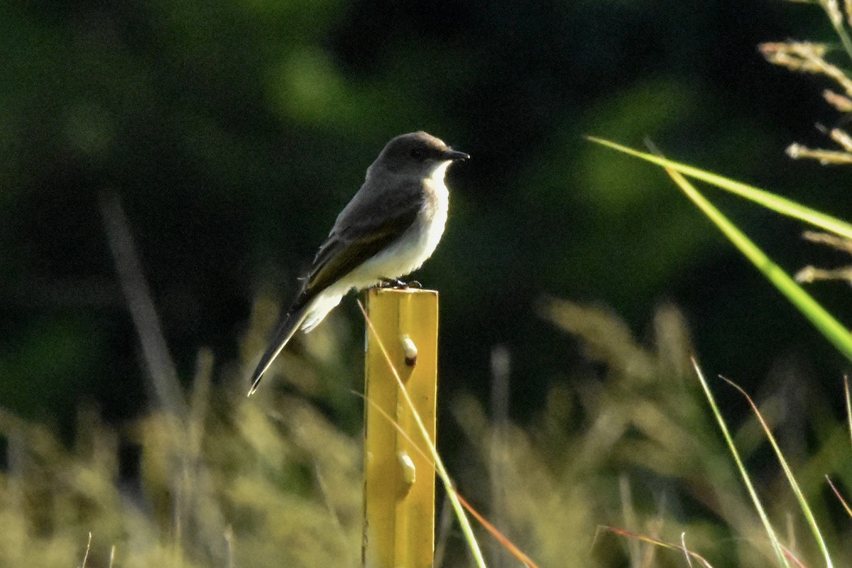 Eastern Phoebe - ML637597140