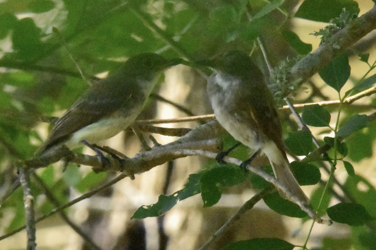 Eastern Phoebe - ML637597141