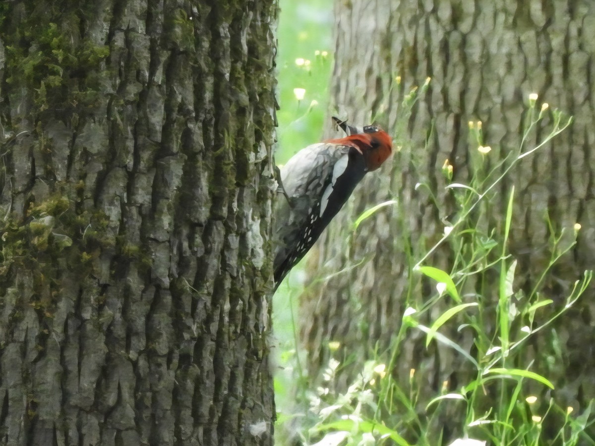 Red-breasted Sapsucker - ML637597144