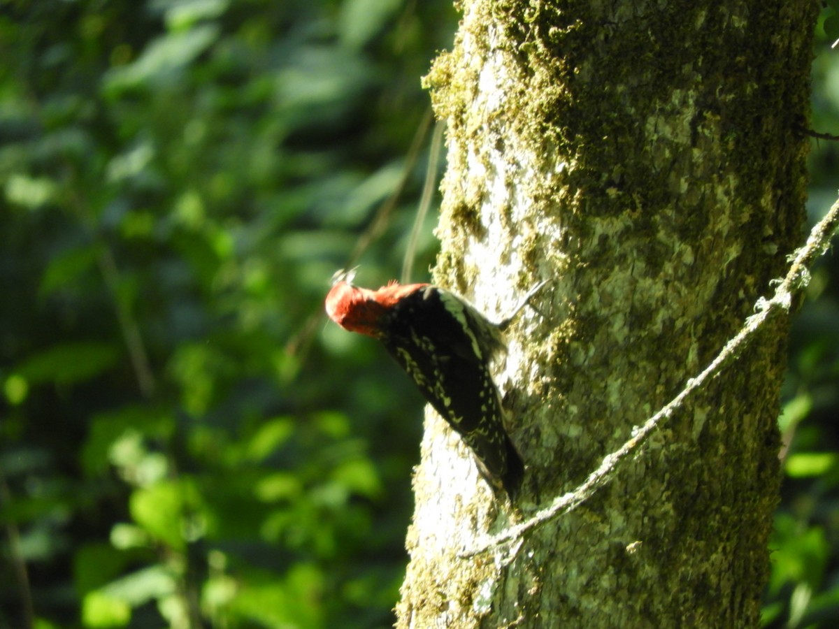Red-breasted Sapsucker - ML637597173