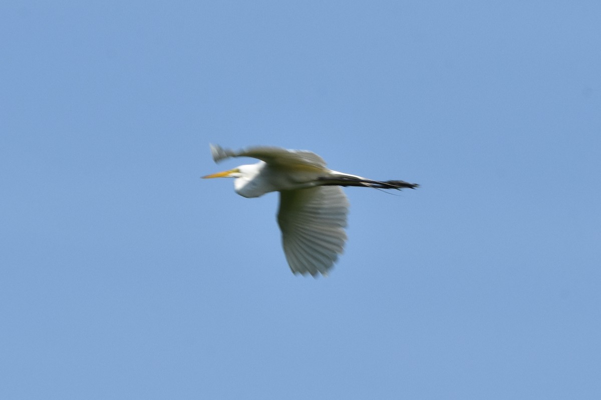 Great Egret - ML637597179
