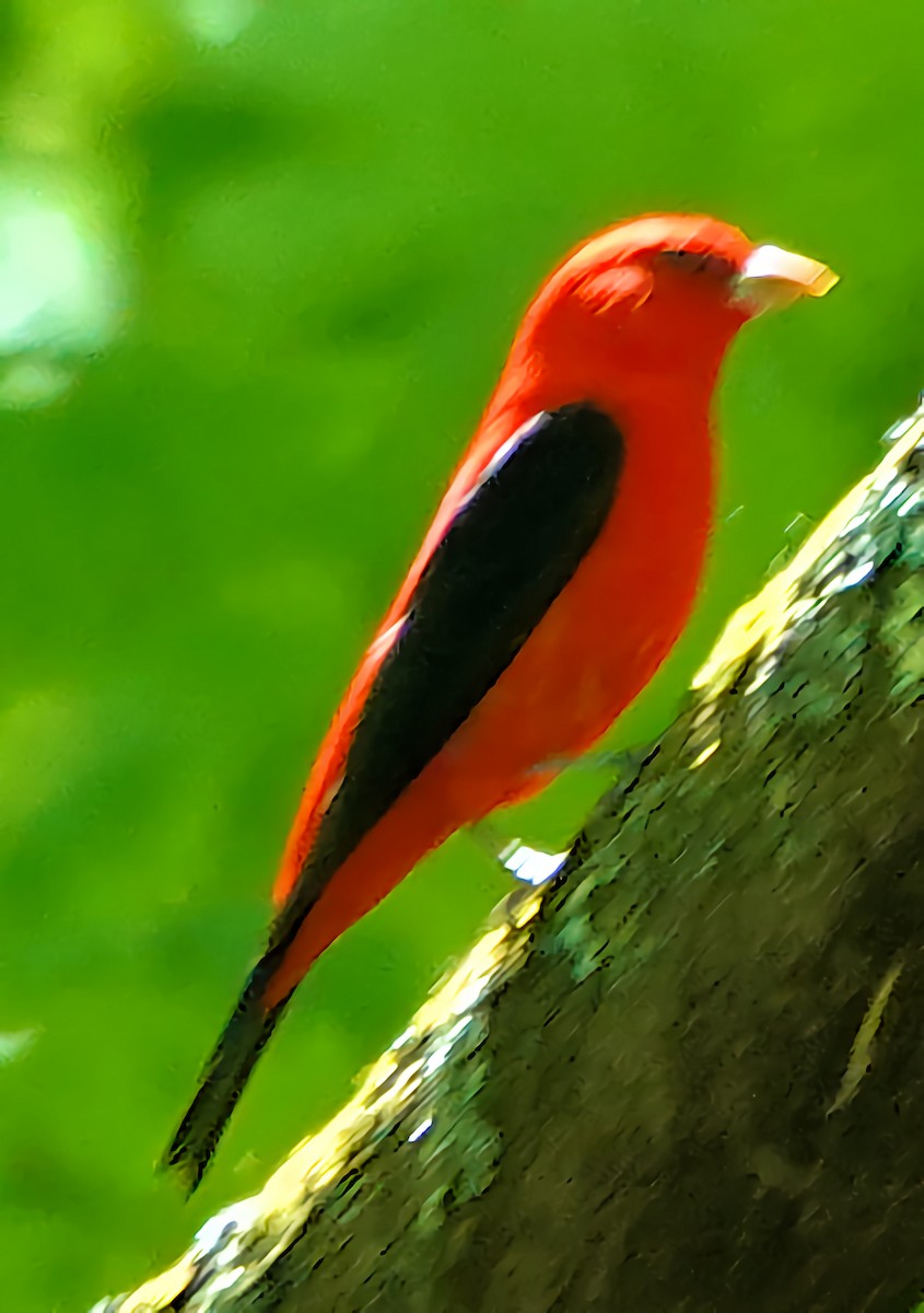 アカフウキンチョウ - ML637597211