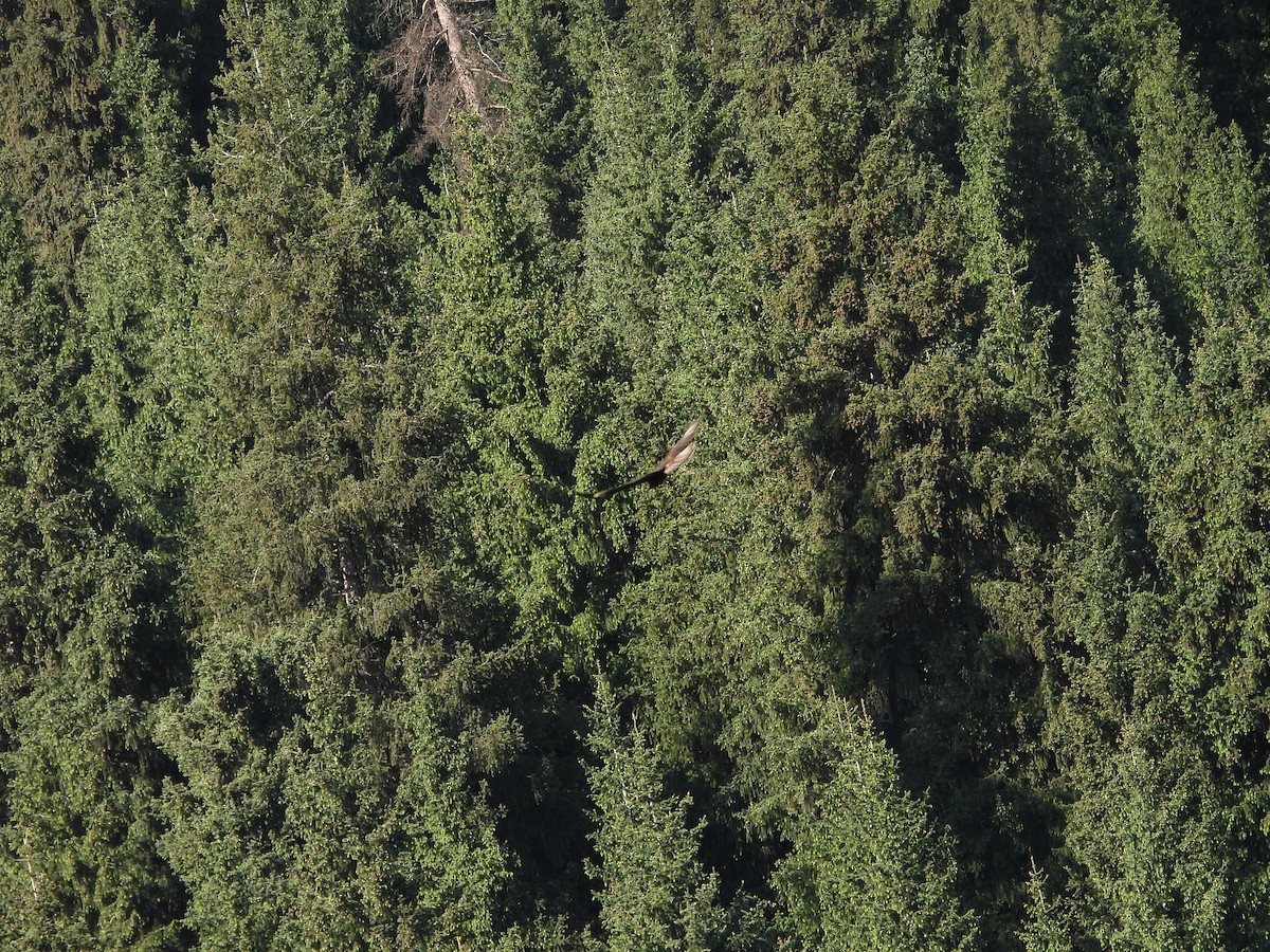 Common Buzzard (Steppe) - ML637597214