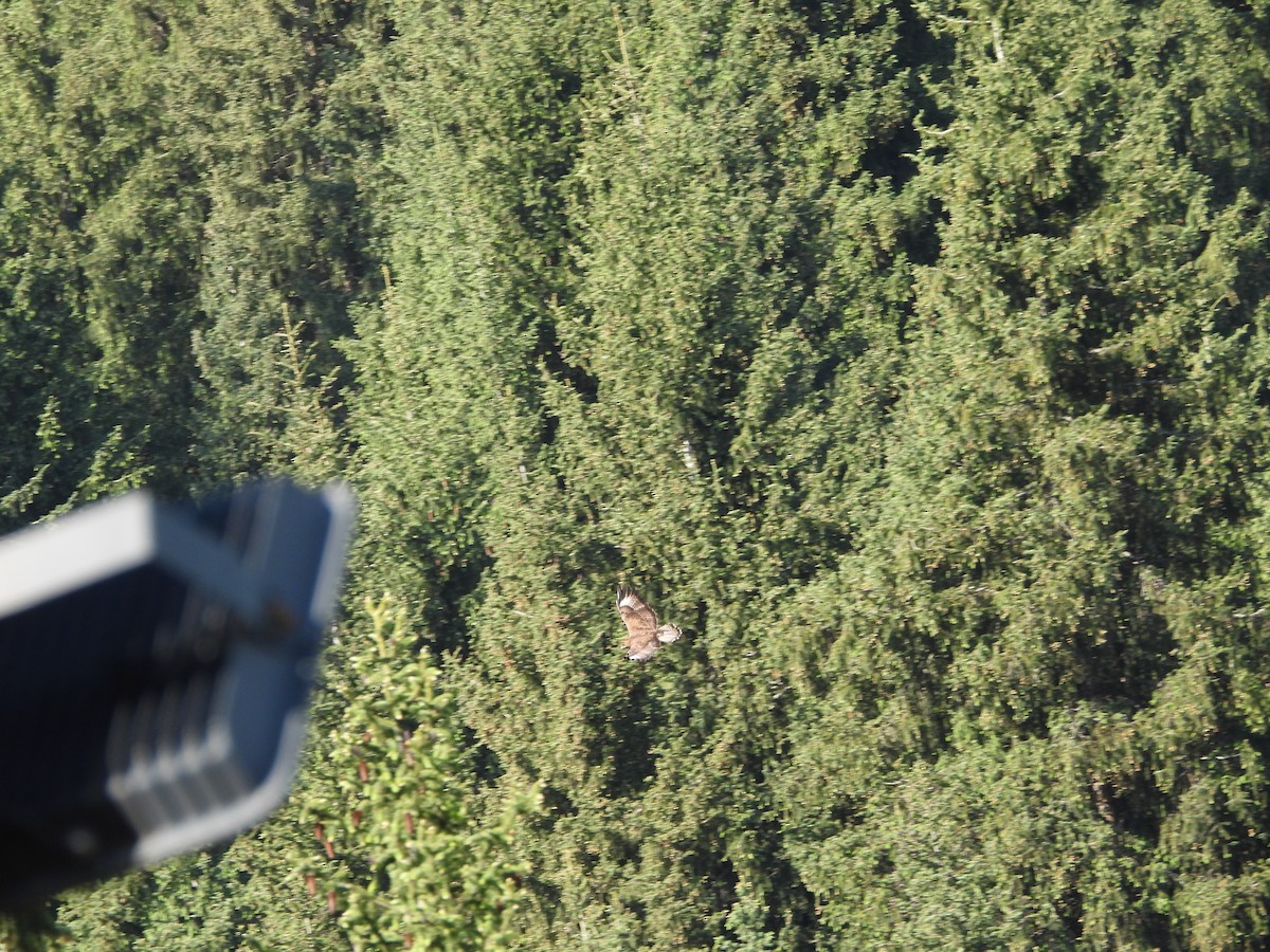 Common Buzzard (Steppe) - ML637597216
