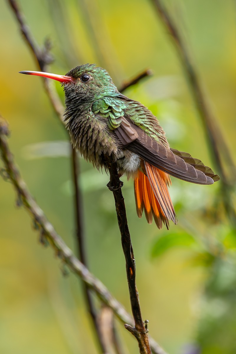 Rufous-tailed Hummingbird - ML637597240