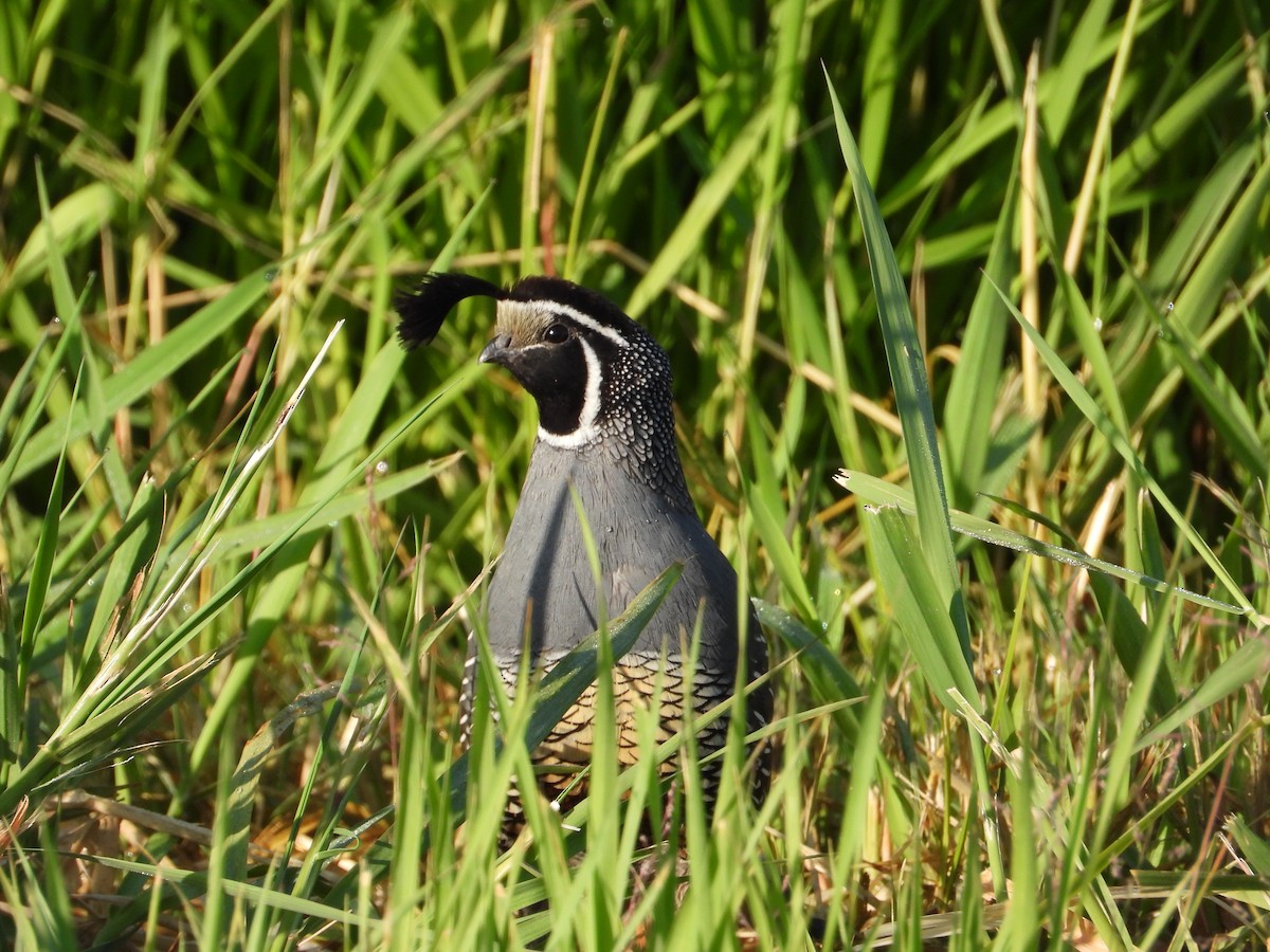 California Quail - ML637597265