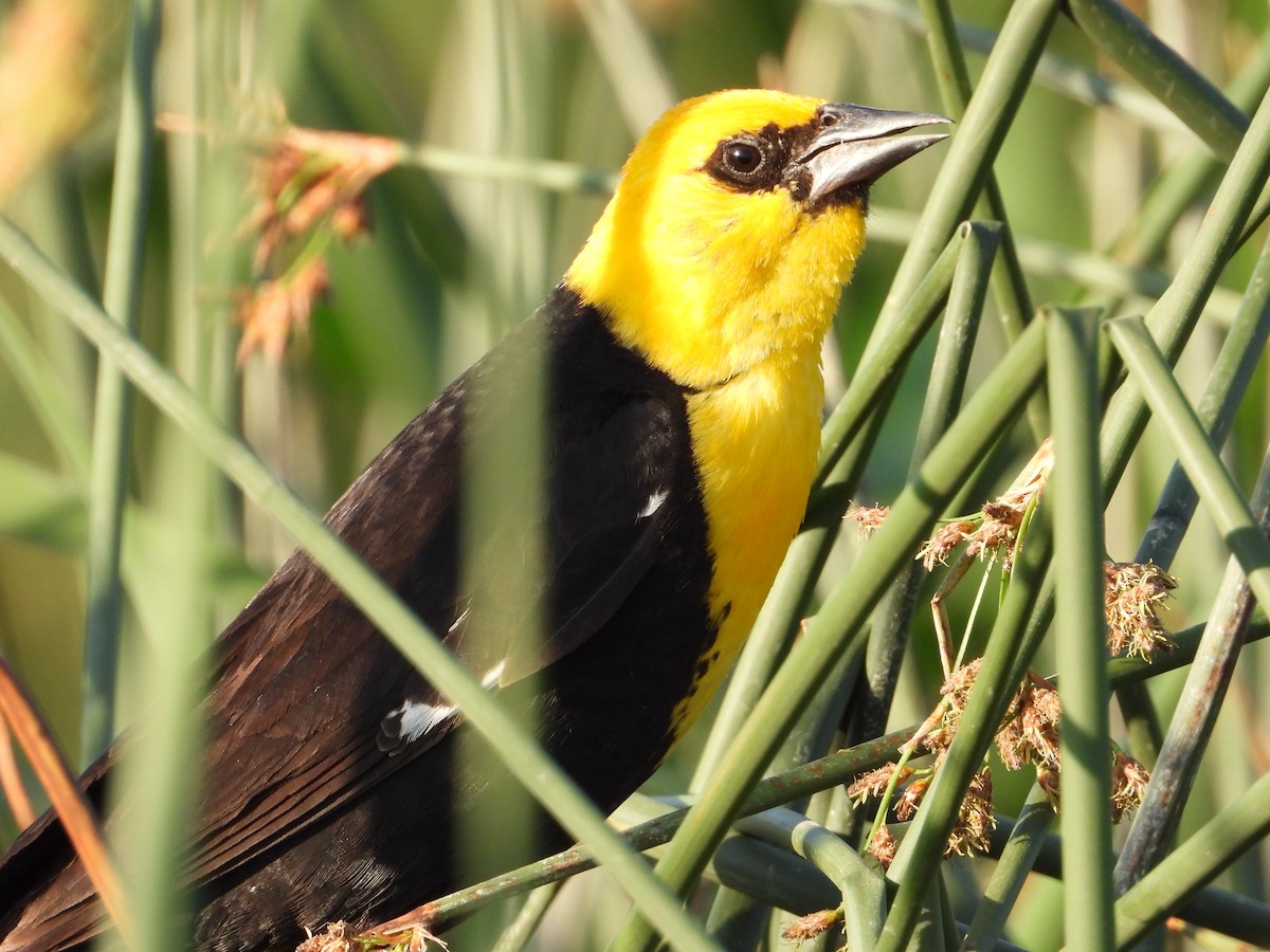 Yellow-headed Blackbird - ML637597301