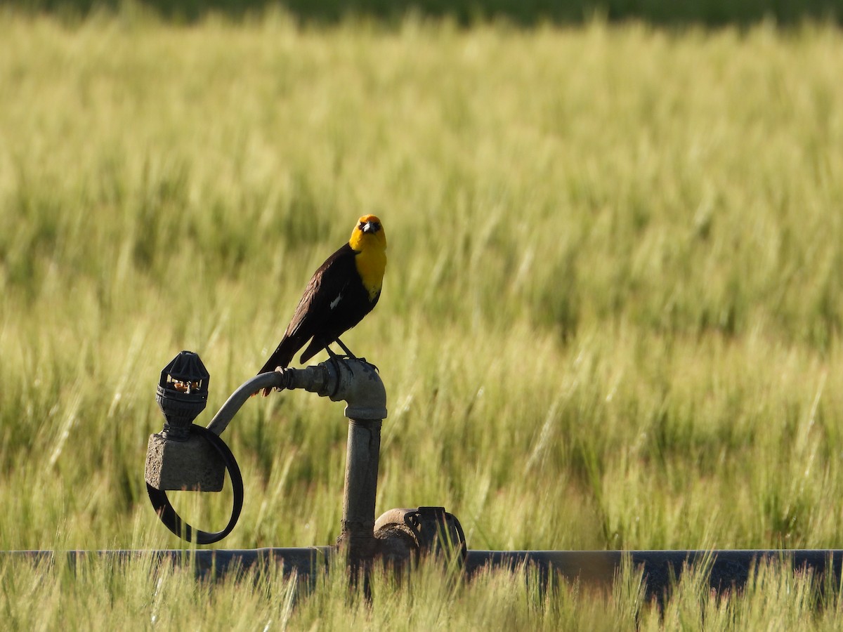 Yellow-headed Blackbird - ML637597311