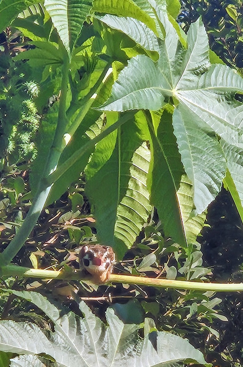 White-eared Puffbird - ML637597327