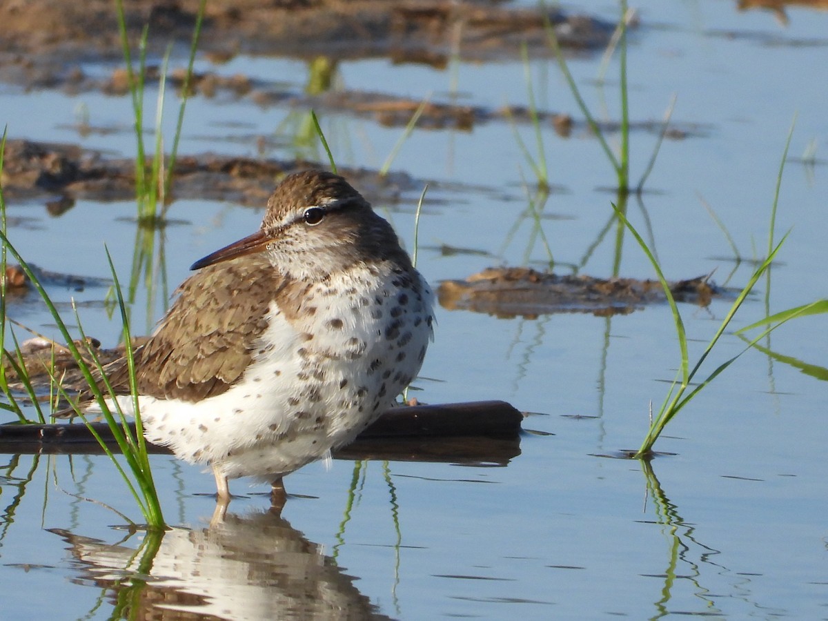 Spotted Sandpiper - ML637597329