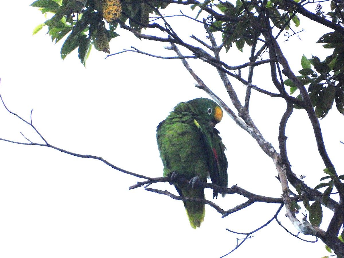 Yellow-crowned Amazon - ML637597393