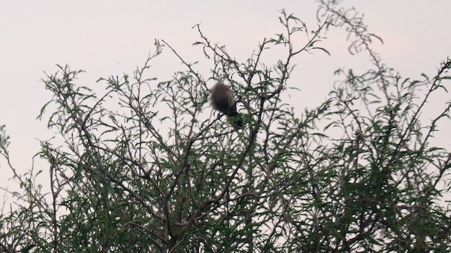 Arrow-marked Babbler - ML637597459