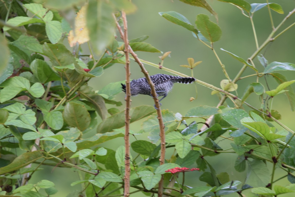 Barred Antshrike - ML637597517