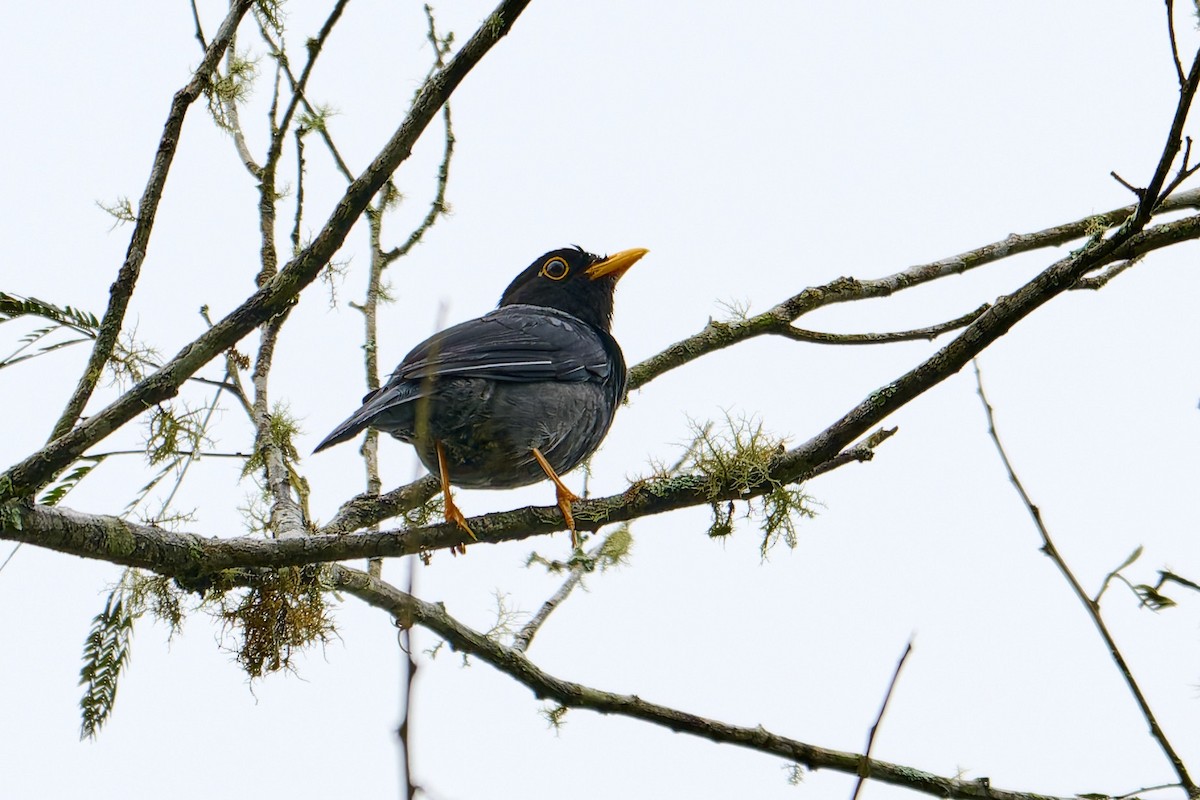 Gelbfußdrossel - ML637597562