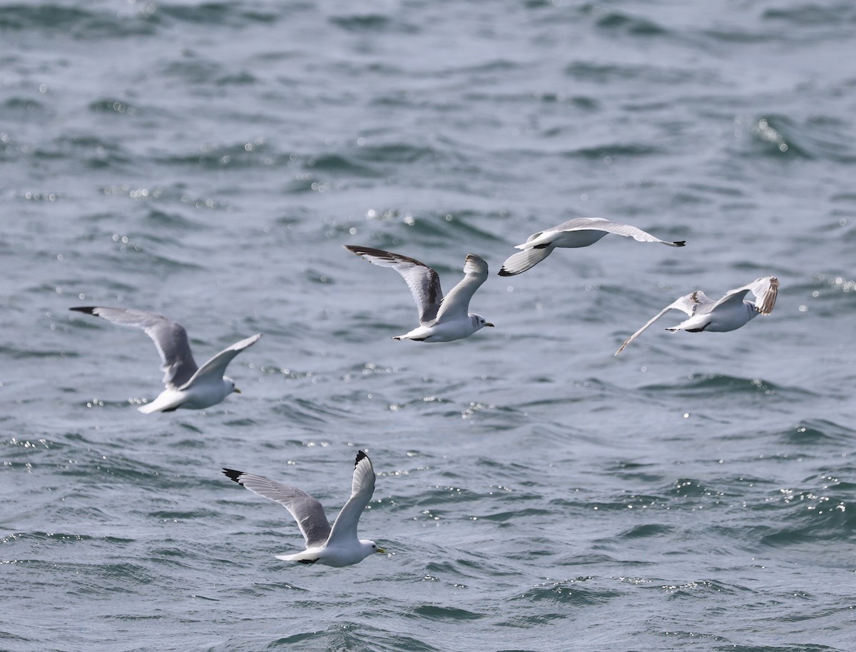 Black-legged Kittiwake - ML637597583