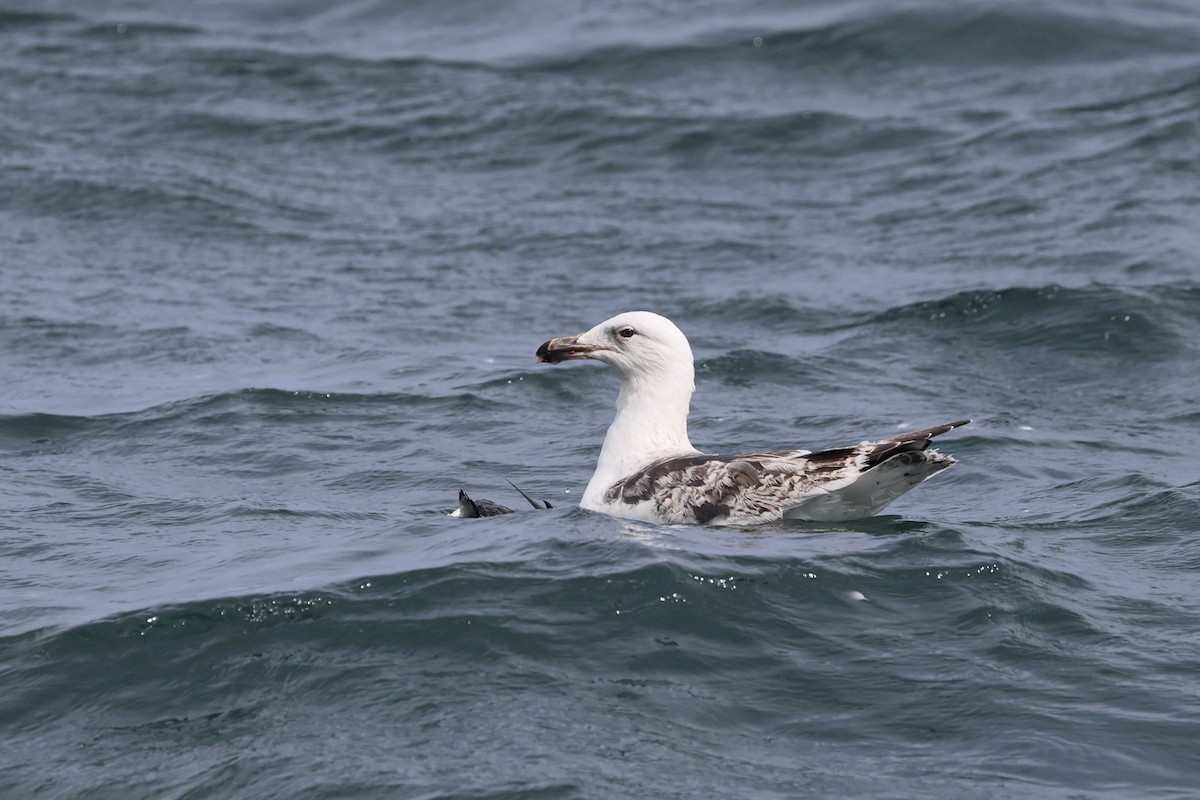 Great Black-backed Gull - ML637597615