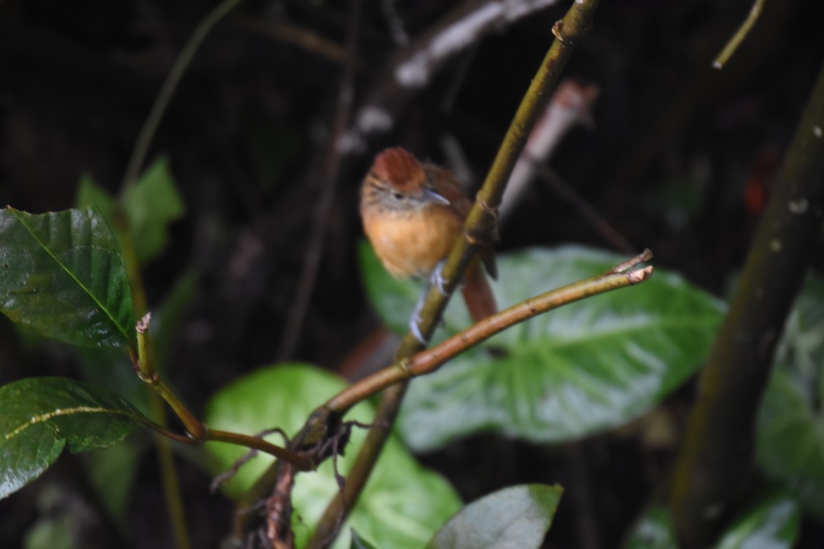 Barred Antshrike - ML637597657