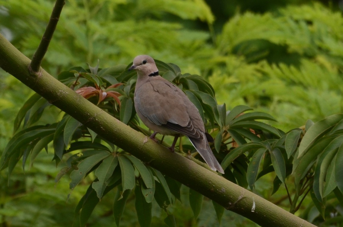Vinaceous Dove - ML637597744