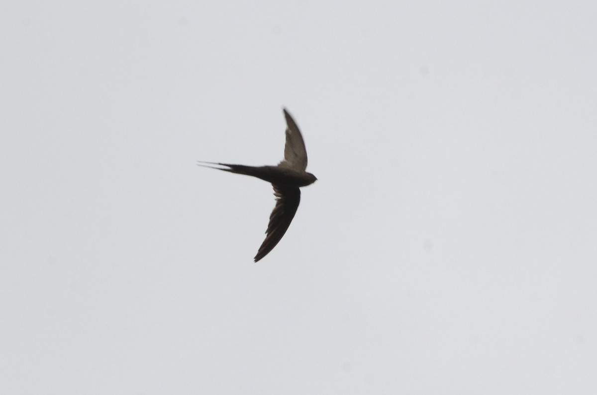 African Palm Swift - ML637597788