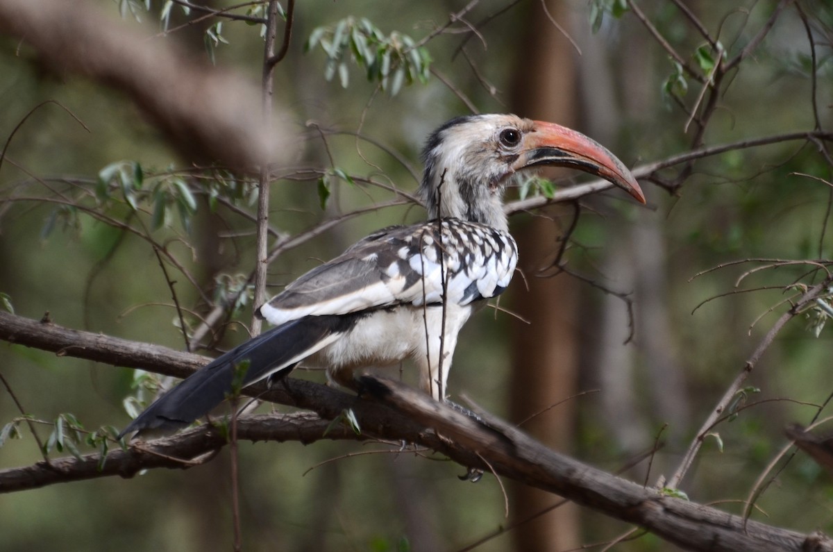 Northern Red-billed Hornbill - ML637597813
