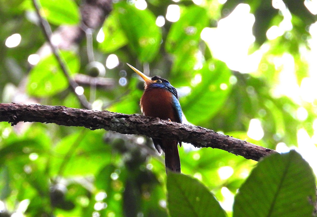 Blue-cheeked Jacamar - ML637597817