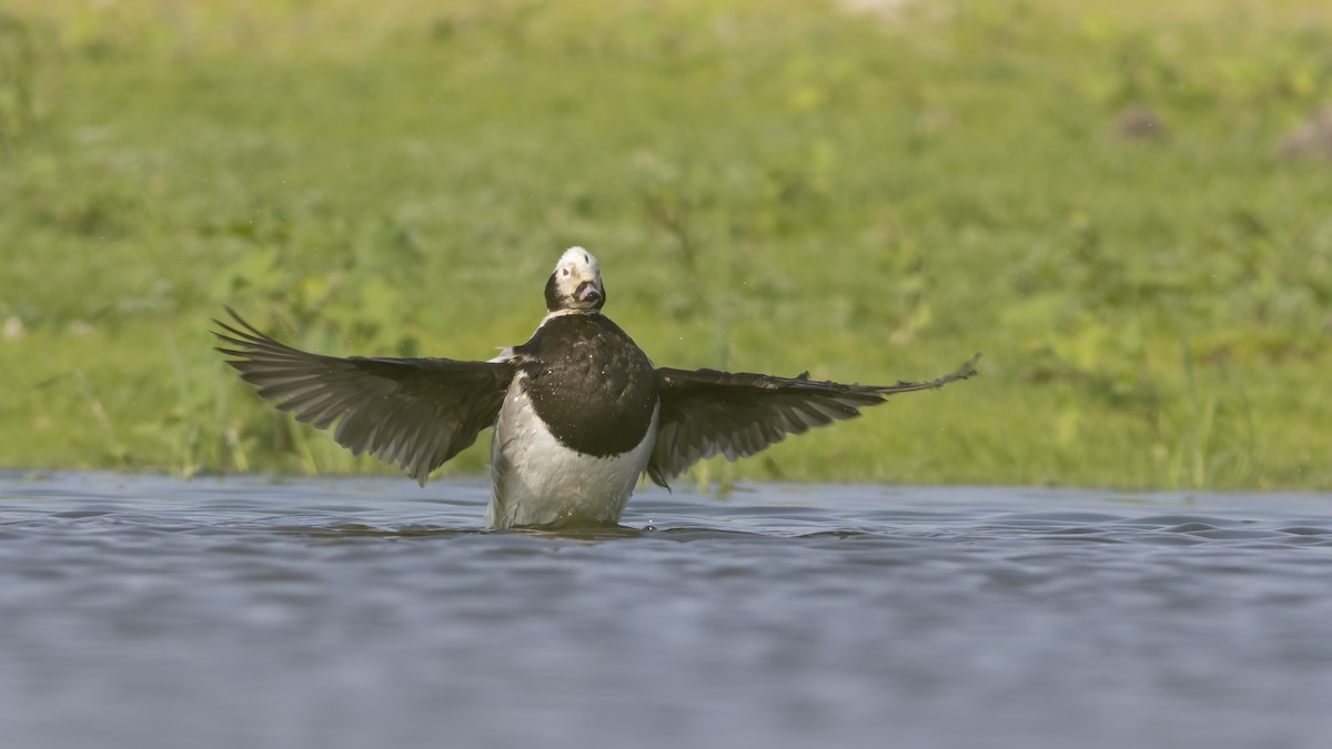 hoholka lední - ML637597837