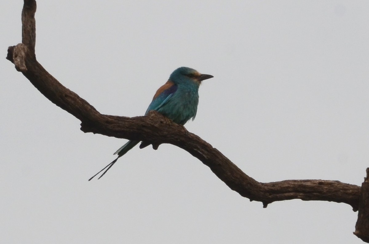Abyssinian Roller - ML637597870