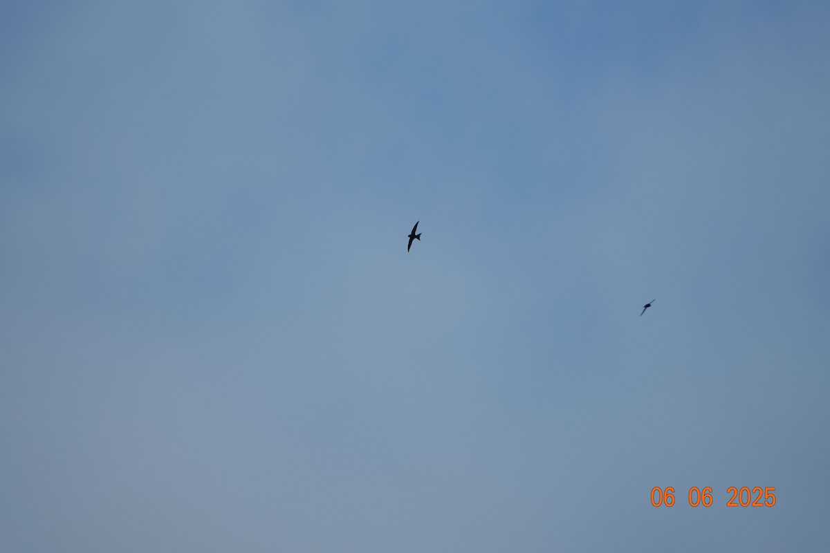 Common Swift - ML637597910