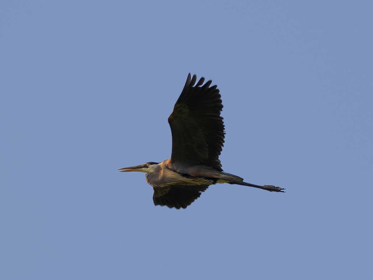 Great Blue Heron - ML637597927