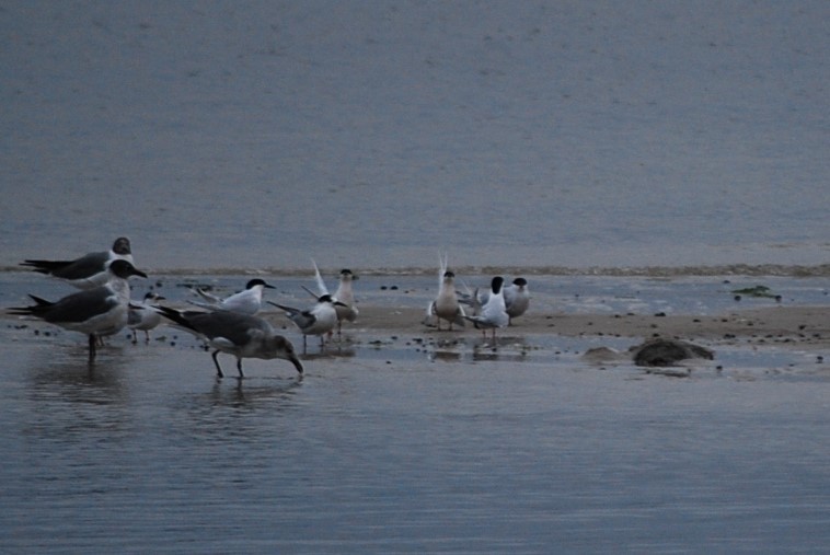 Roseate Tern - ML637597941