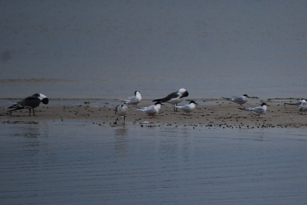 Roseate Tern - ML637597943