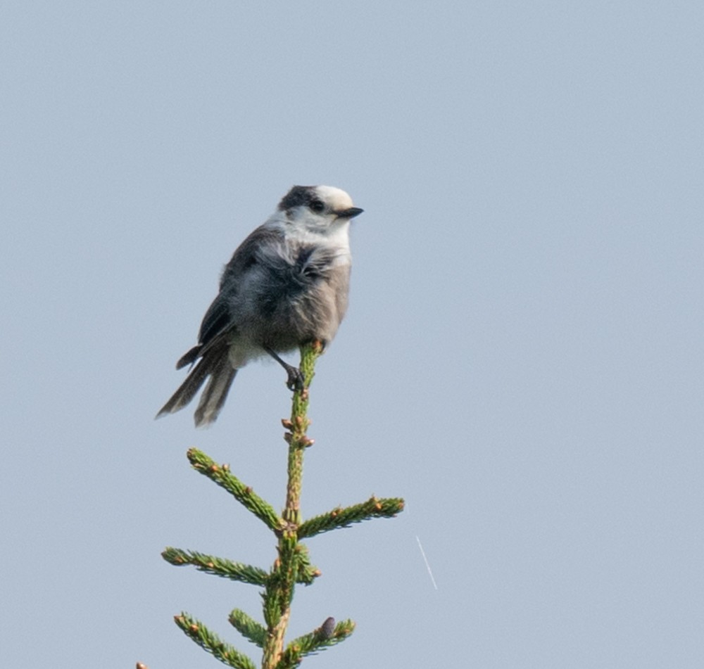 Canada Jay - ML637597958