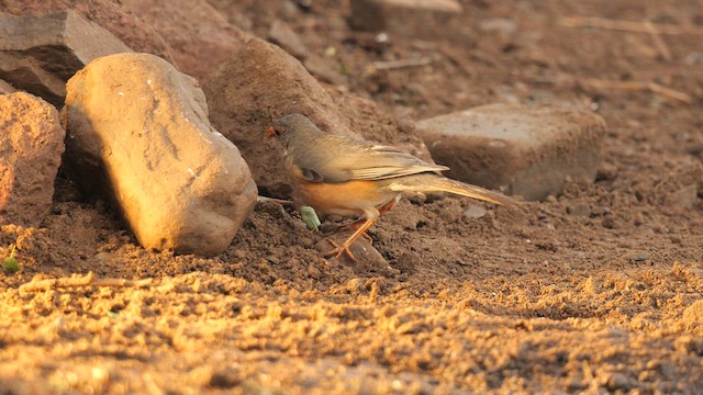 Kurrichane Thrush - ML637597959