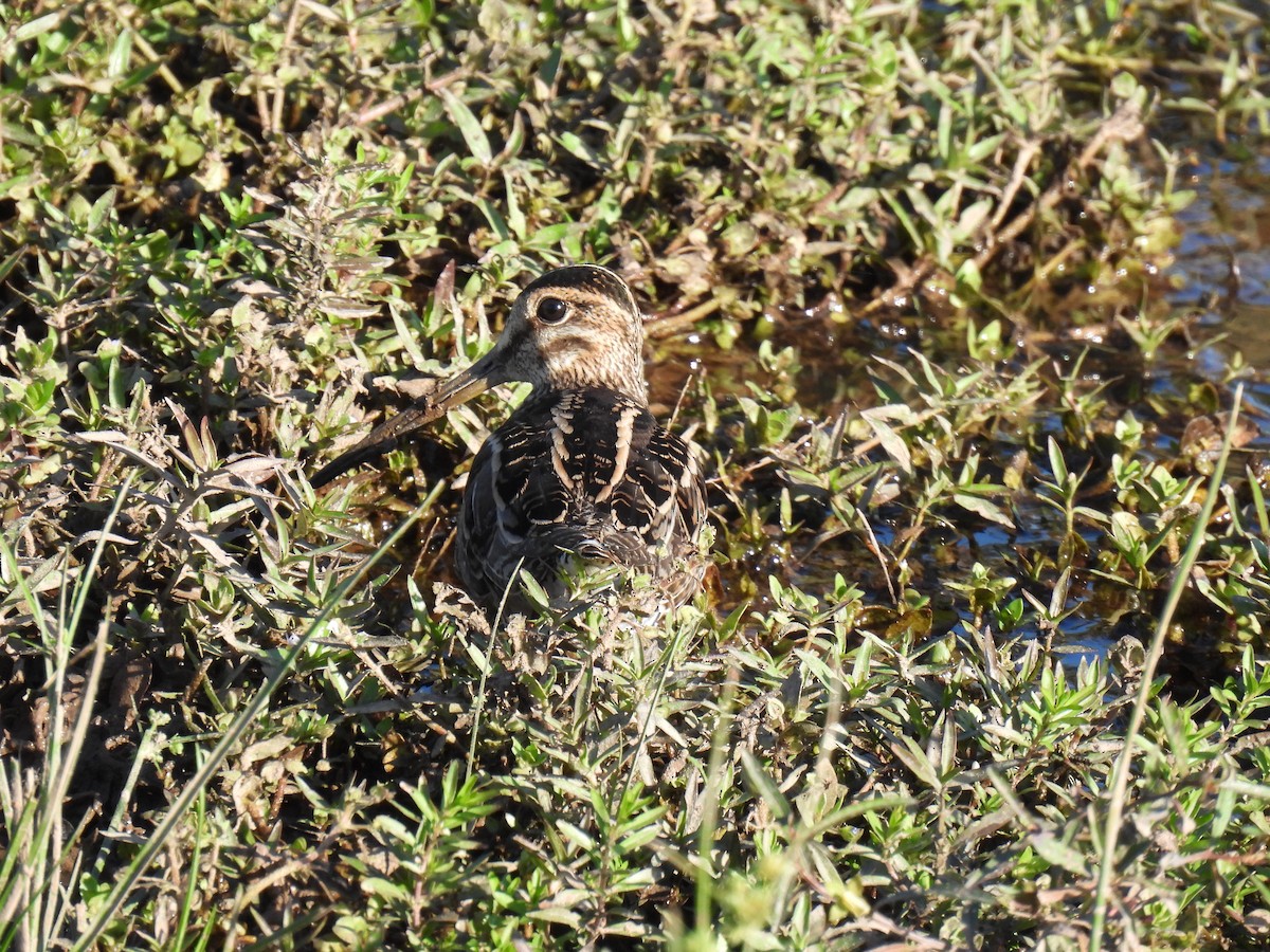 Pantanal Snipe - ML637597971