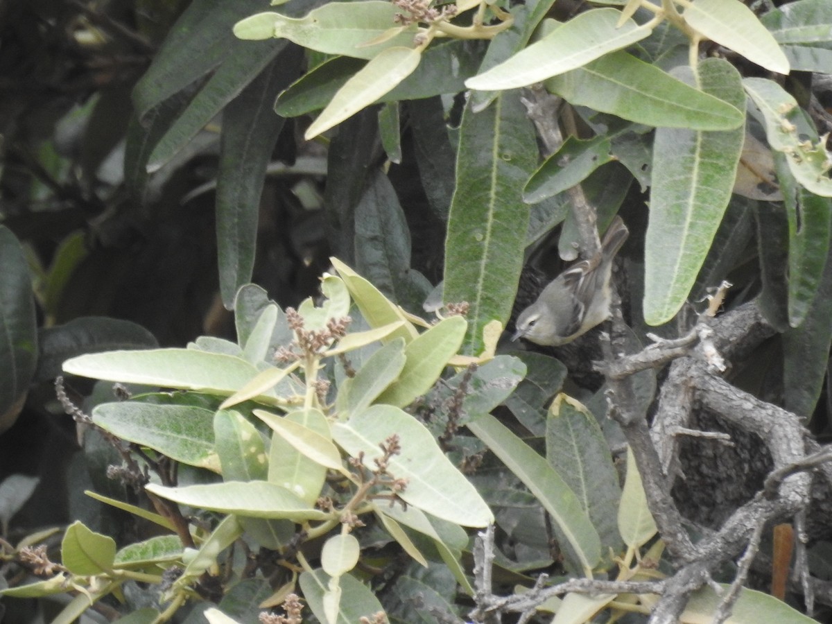 Cinereous Conebill - ML637597996