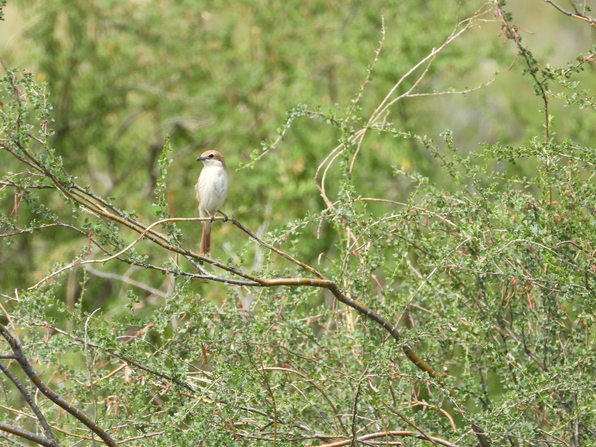 Red-tailed Shrike - ML637598043