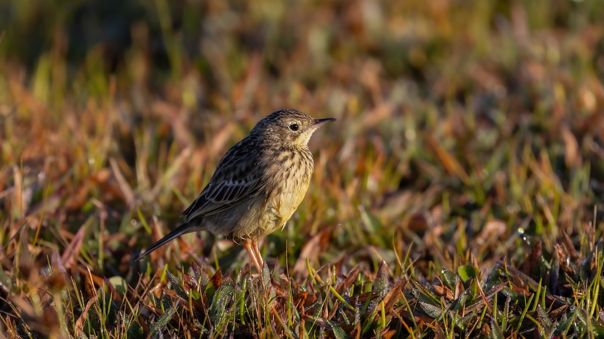 Yellowish Pipit - ML637598085