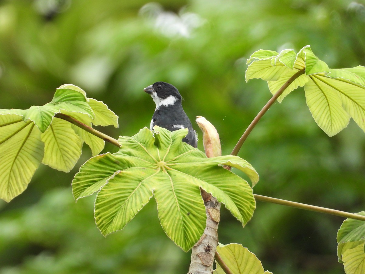 Wing-barred Seedeater - ML637598105