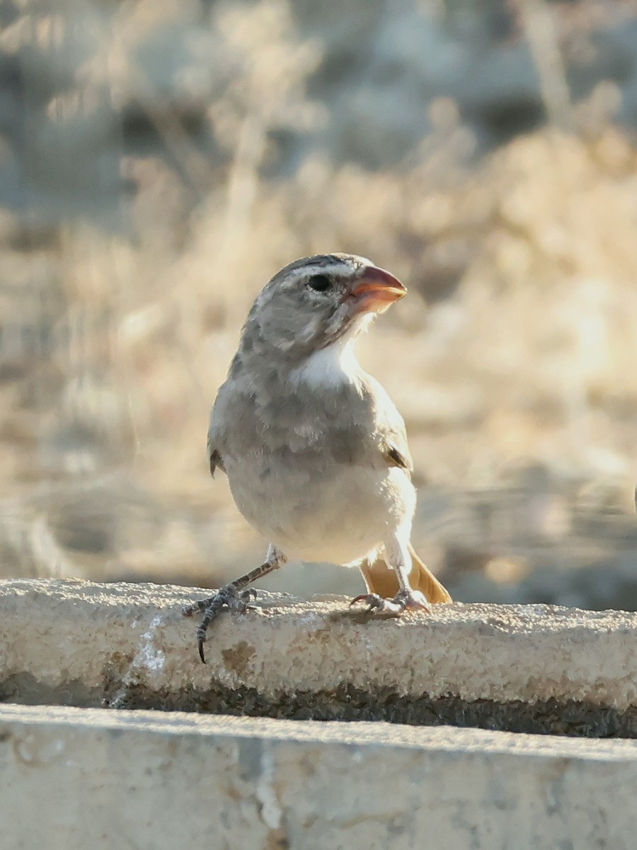 White-throated Canary - ML637598123