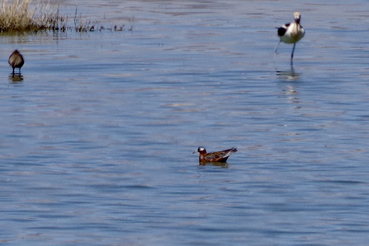 Red Phalarope - ML637598147